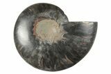 Cut & Polished Ammonite Fossil (Half) - Unusual Black Color #250472-1